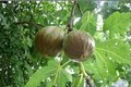 Olympian Fig Tree - Ficus carica 'Olympian' 1-Gallon Live Fig Tree