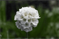 Dreameria Dream Clouds Sea Thrift (Armeria pseudarmeria) - 4-Inch Pot Live Plant
