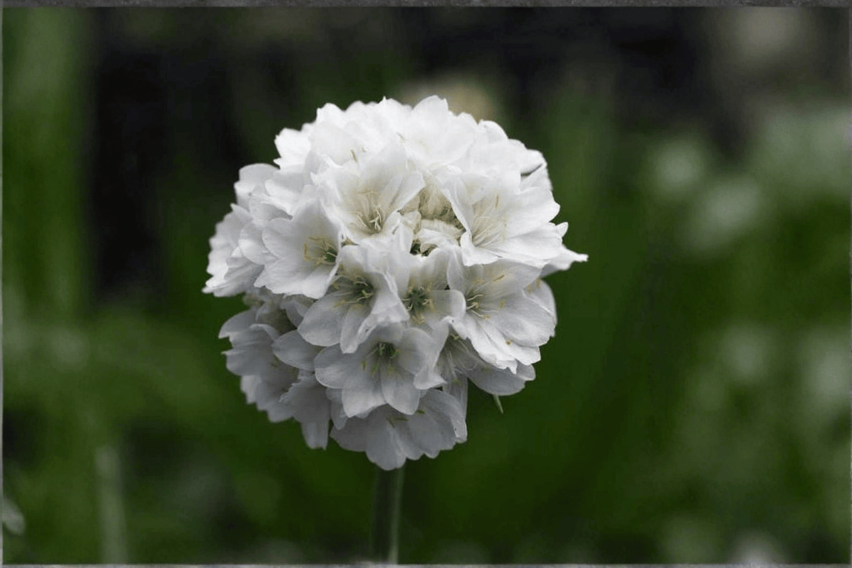 Dreameria Dream Clouds Sea Thrift (Armeria pseudarmeria) - 4-Inch Pot Live Plant