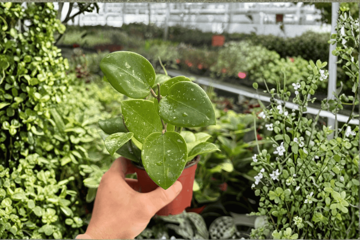 Hoya Parasitica Splash Live Plants - 2x 4-Inch Pots