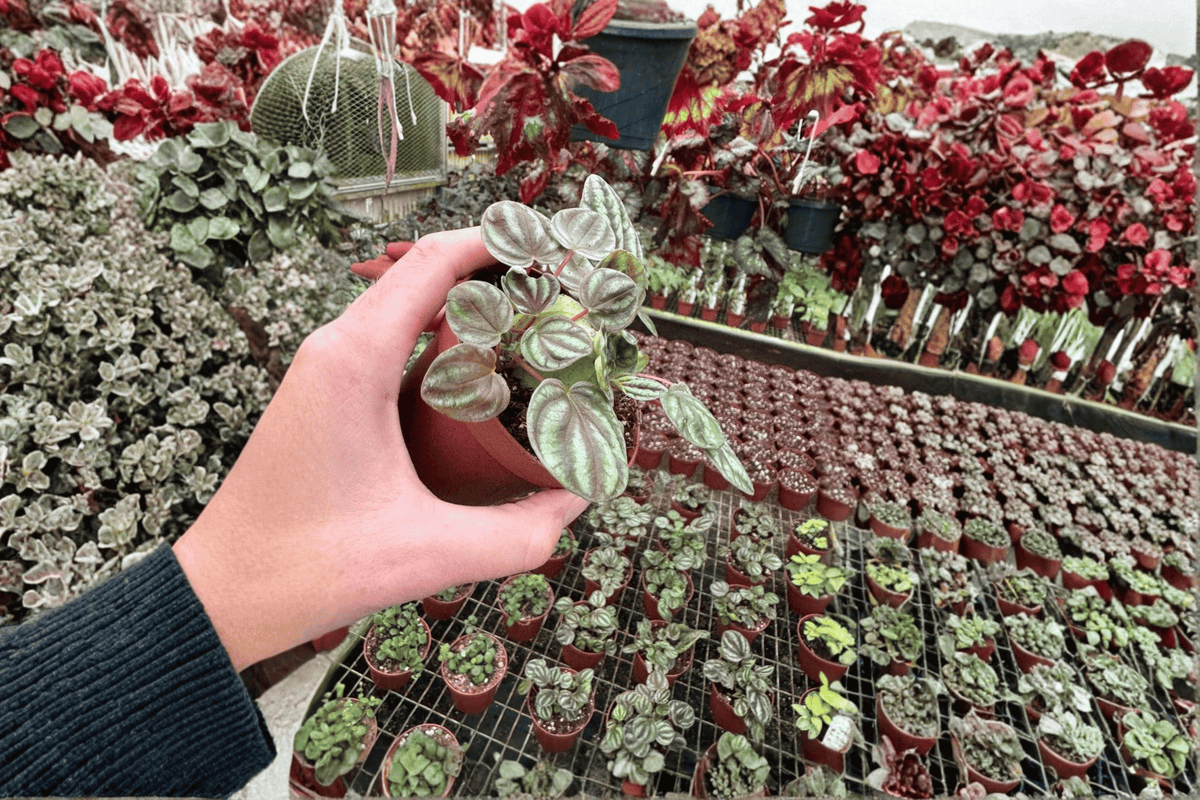 Peperomia Orba 2 Live Plants in 4-Inch Pots | Fully Established Rooted Cuttings