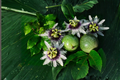 Semi Dwarf Passion Fruit Tree Seeds – Passiflora edulis, 10 Seeds