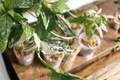 Syngonium Albo Variegata Live Plant Cutting – Arrowhead Vine, Indoor Starter
