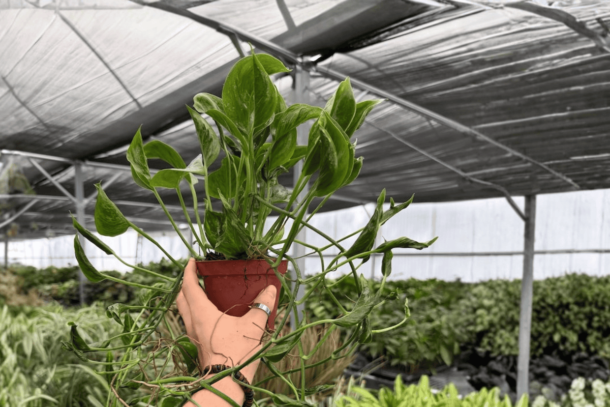 Shangri La Pothos – 2 Live Plants in 4-Inch Pots (Epipremnum aureum ‘Shangri La’)