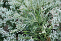 Variegated Hiba Arborvitae Thujopsis dolobrata ‘Variegata’ 8” Live Plant in 4” Pot
