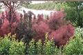 Grace Smoke Tree Cotinus x ‘Grace’ - 4" Pot, Purple Foliage, Airy Smoke-Like Plumes