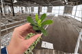2 Crown of Thorns Maxi Helena Starter Plants – Euphorbia milii ‘Maxi Helena’
