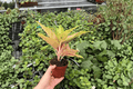 Aglaonema Prakaiphet - 2 Live Plants | 4-Inch Pots