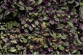 Ajuga reptans Burgundy Glow Carpet Bugle - 4-Inch Pot