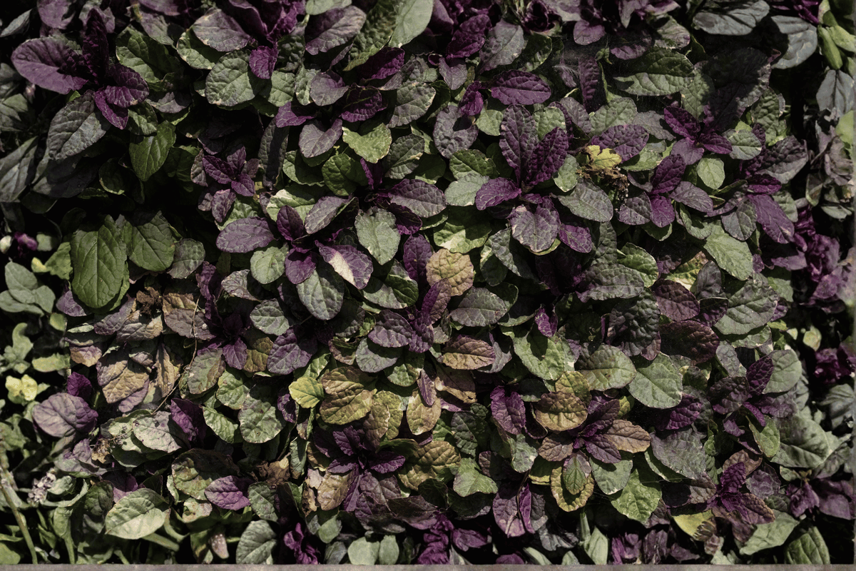 Ajuga reptans Burgundy Glow Carpet Bugle - 4-Inch Pot