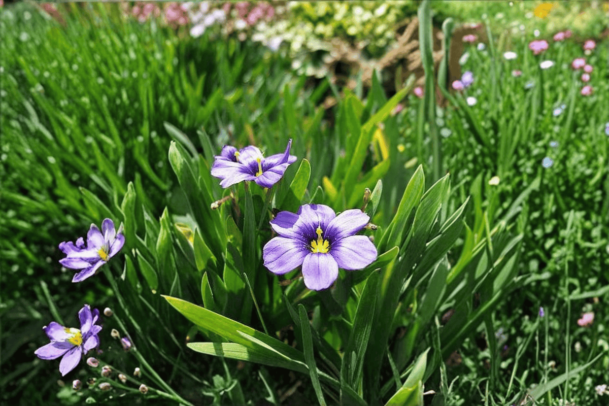 Rocky Point Blue-Eyed Grass (Sisyrinchium bellum) 4-Inch Live Plant - Rocky Point