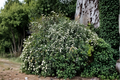 Renaissance Bridal Wreath Spirea - Spiraea x vanhouttei | 4-Inch Pot Live Plant