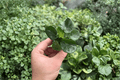 Philodendron Super Atom Starter Plants (2-Pack) - 2-Inch Starter Size