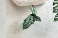 Alocasia Dragon Scale Live Plant - Rooted Starter Plant