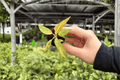 Philodendron Orange Princess 2 Starter Plants | Live Plug Cuttings