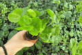 Arabica Coffee Coffea arabica Starter Plants (2 Live) - 2-Inch Nursery Size - Bare Root with Soil Pods