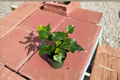 Neon Algerian Ivy Hedera algeriensis 'Neon' – 4 inch Pot Live Plant