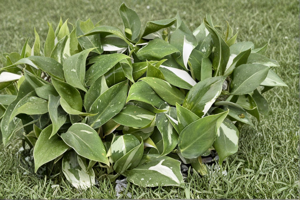 Philodendron White Princess - Variegated Live Plant, 2-Inch Pot