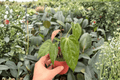 Anthurium Papi × Gunayala - 2 Exact Live Plants, 4-Inch Bare Root