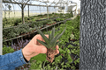 Haworthia 'Royal Highness' Starter Plants – 2 Bare Root Live Succulents