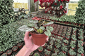 Peperomia Orba (Peperomia orba) - 2 Live Plants in 4-Inch Pots