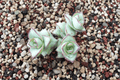 String of Buttons Crassula perforata ‘Major’ — 4-Inch Live Plant