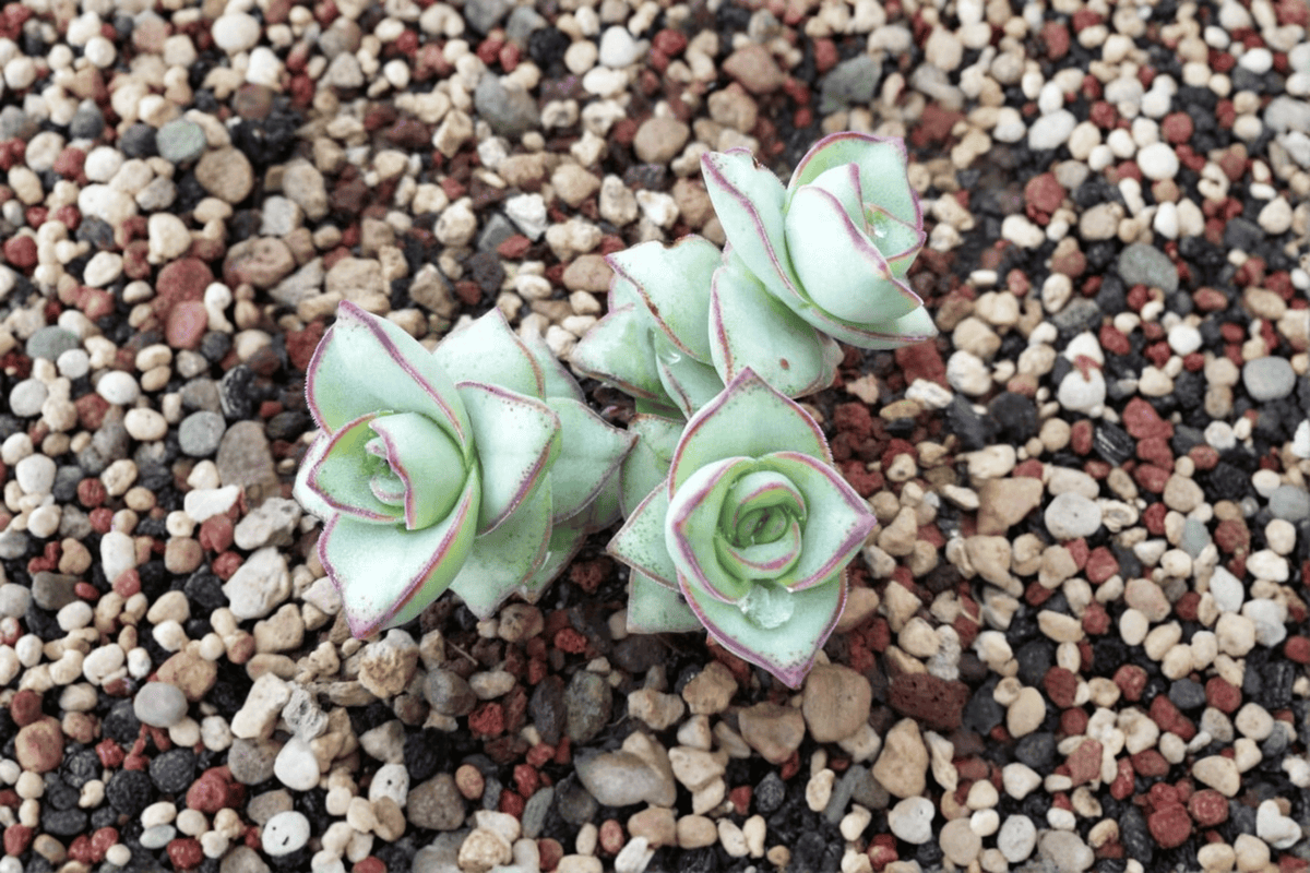 String of Buttons Crassula perforata ‘Major’ — 4-Inch Live Plant
