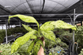 Dieffenbachia Starbright - 2 Exact Live Plants in 4-Inch Pots (Potted) - Indoor Tropical Foliage