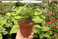 Anthruium Xone × Goliath - 2 Live Plants in 4-Inch Pots (Exact Plants pictured)