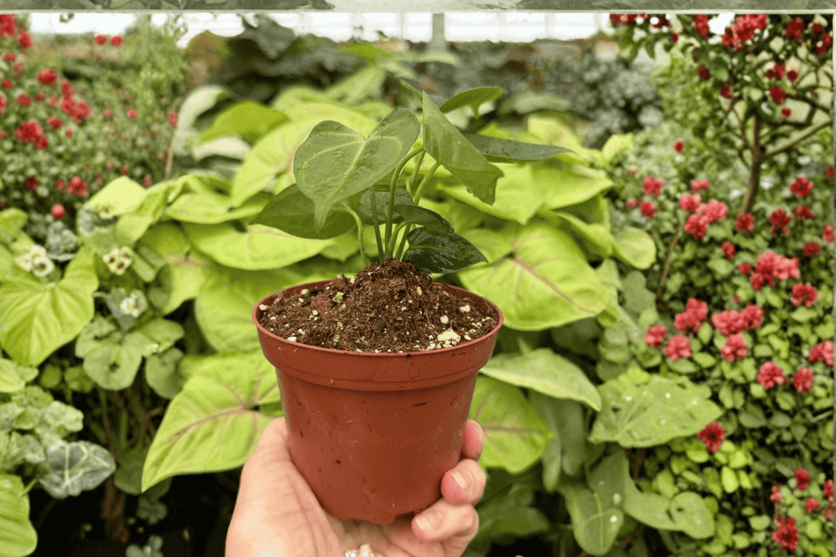 Anthruium Xone × Goliath - 2 Live Plants in 4-Inch Pots (Exact Plants pictured)