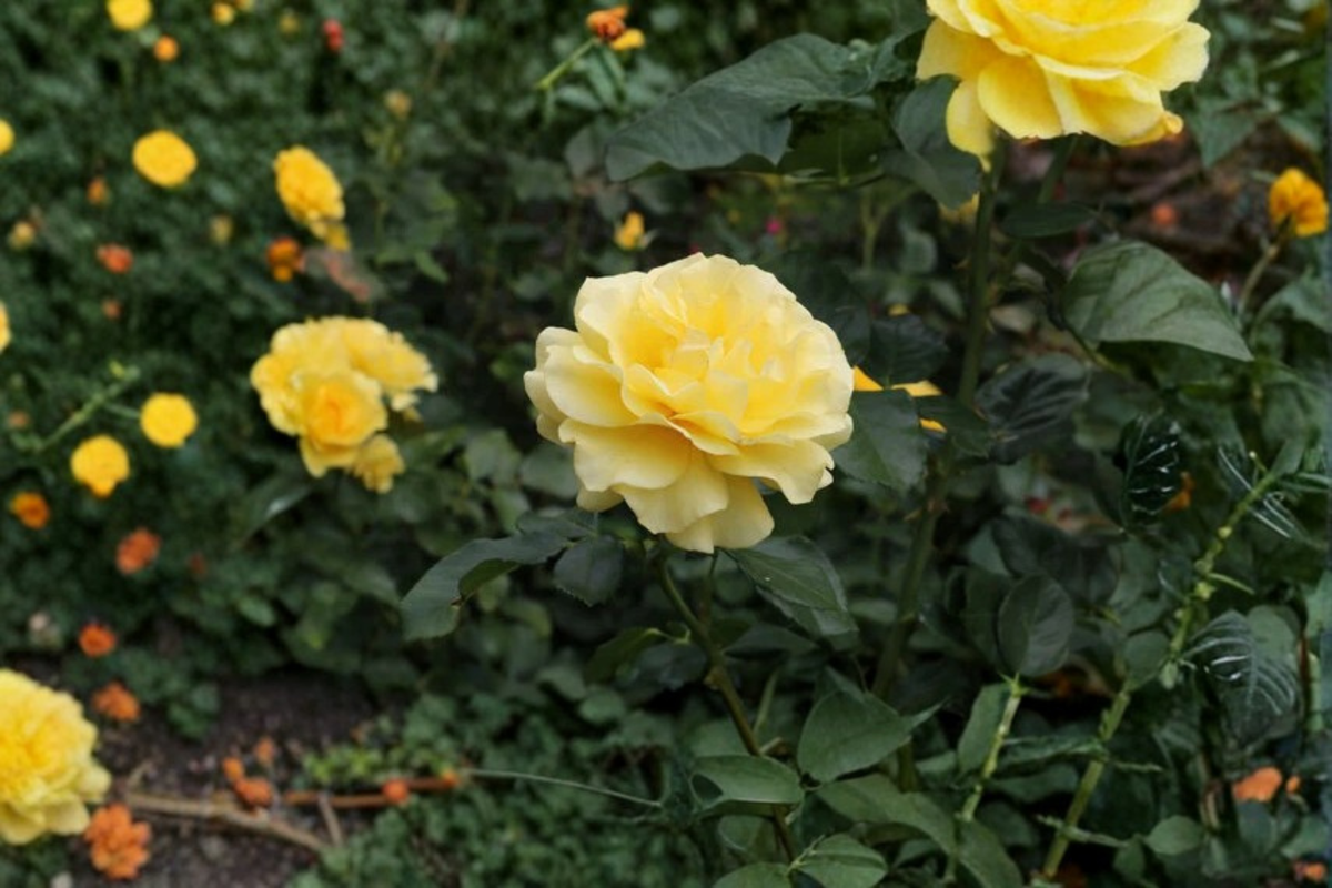 Sunsprite Rose Bush 3 Gallon Live Plant - Deep Yellow Floribunda