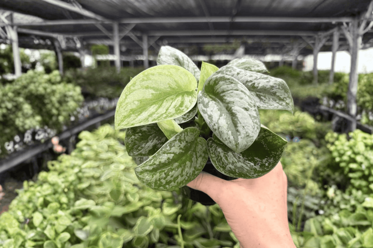 Scindapsus Silver Satin Live Plants - 2 in 4-Inch Pots | Scindapsus pictus