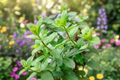 Julep Mint Live Plant - Rooted Mint Herb, 4-6 Inches, Shipped Without Pot