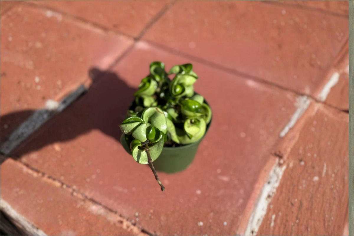 Hoya Compacta Variegated Hindu Rope Hoya | 4 Inch Pot Live Plant