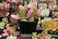 Pink Jade Succulent Crassula platyphylla – 1 Live Plant in 3.5-Inch Pot