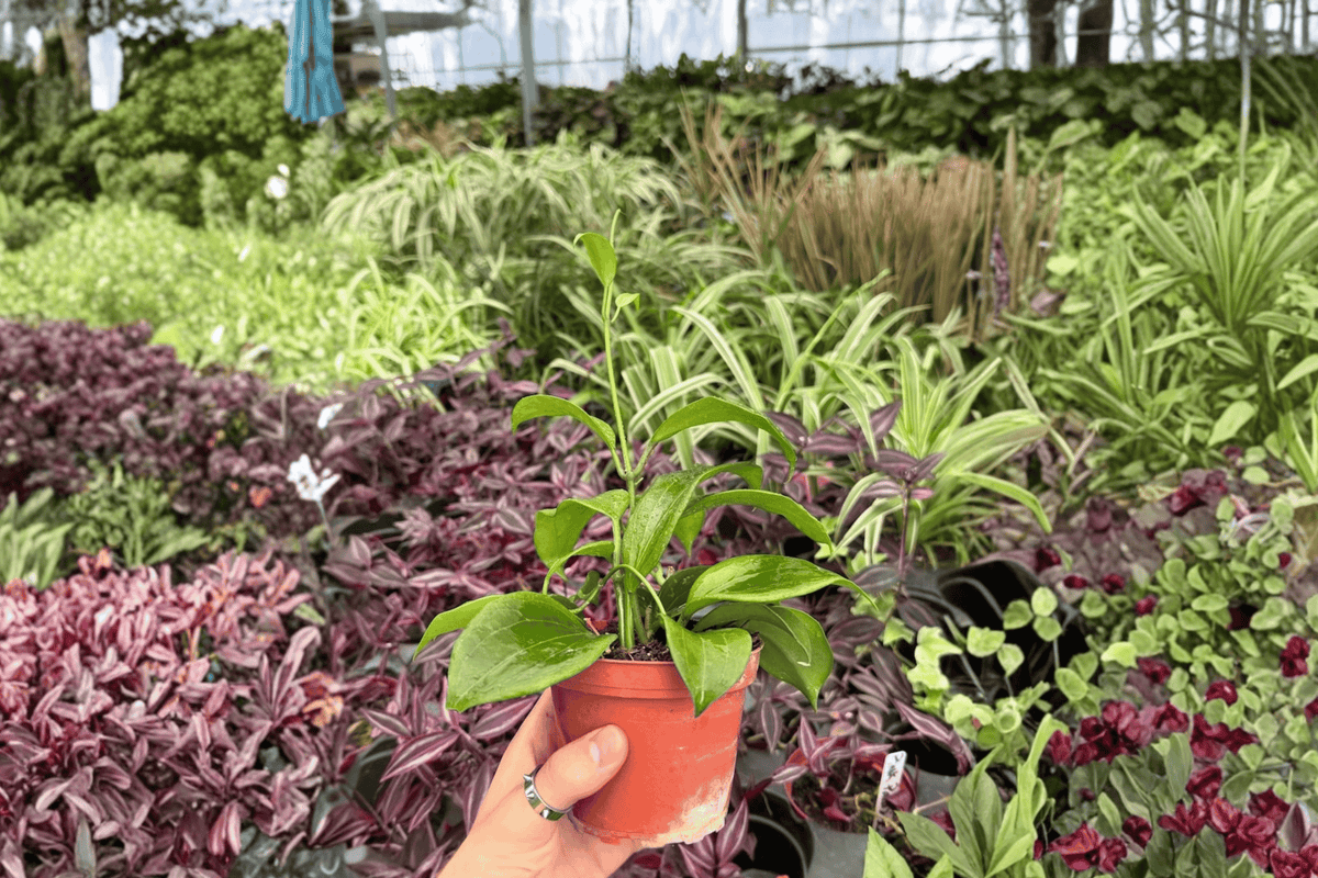 Hoya quinquenervia - 2 Live Plants in 4-Inch Pots (Shipped Potted)