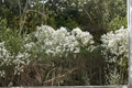 Groundseltree Live Plant 2 Gallon – Baccharis halimifolia Native Deciduous Shrub