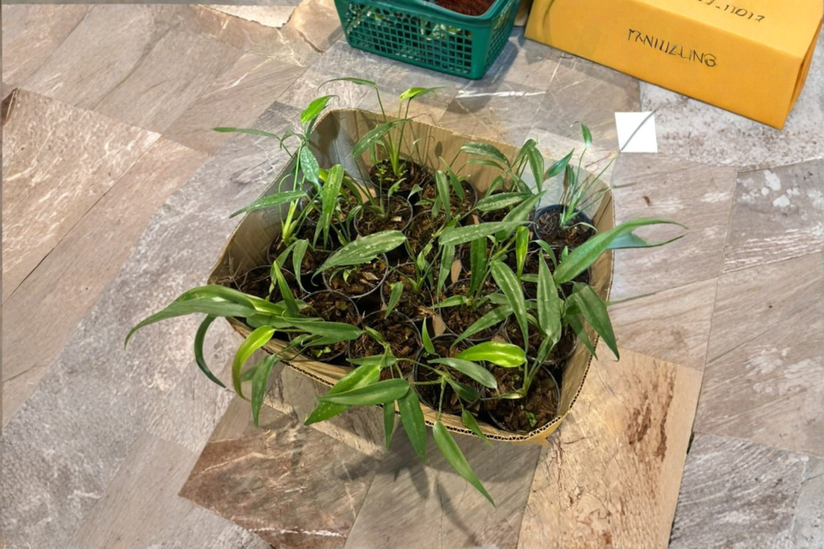 Monstera Burle Marx Flame tissue culture starter plant | Rare Aroid