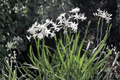 Emerisa White Society Garlic Live Plant – Tulbaghia violacea 'Emerisa White' | 4-Inch Pot