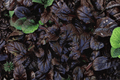 Ajuga reptans ‘Mahogany’ Mahogany Carpet Bugle - 4-Inch Pot | Live Plant