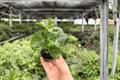 Philodendron Super Atom Starter Plants - 2 Pack, Bare Root (2" pots)