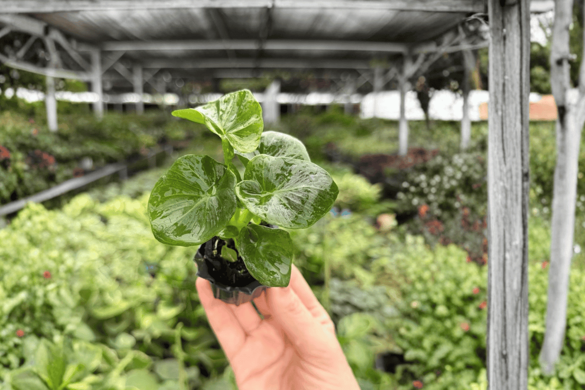 Philodendron Super Atom Starter Plants - 2 Pack, Bare Root (2" pots)