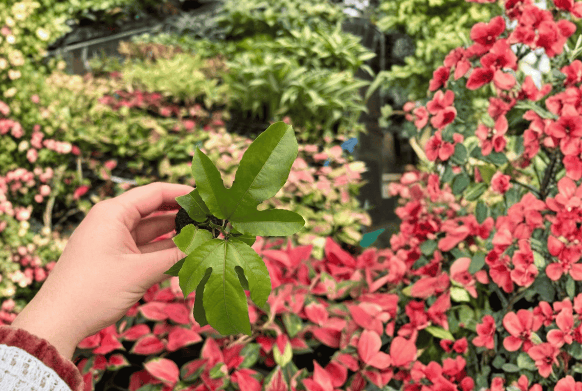 Panama Red Passionflower Passiflora Panama Red Starter Plants - 2 Live Plants (2-Inch Pots) - Soil Pod Shipping