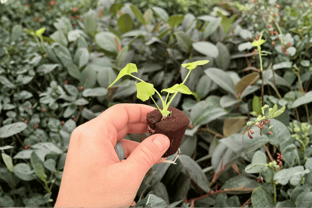 Philodendron Hope Aurea Variegated Starter Plants (2) in Plugs