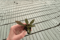 Philodendron linnaei Kunth Starter Plants – 2 Live Plants, 2-Inch Pot