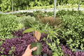 Anthurium Goliath × AOS - 4-Inch Bare Root Live Plants (2) Exact Plants