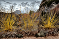 Winter Lightning Boxelder Acer negundo – 4" Live Plant