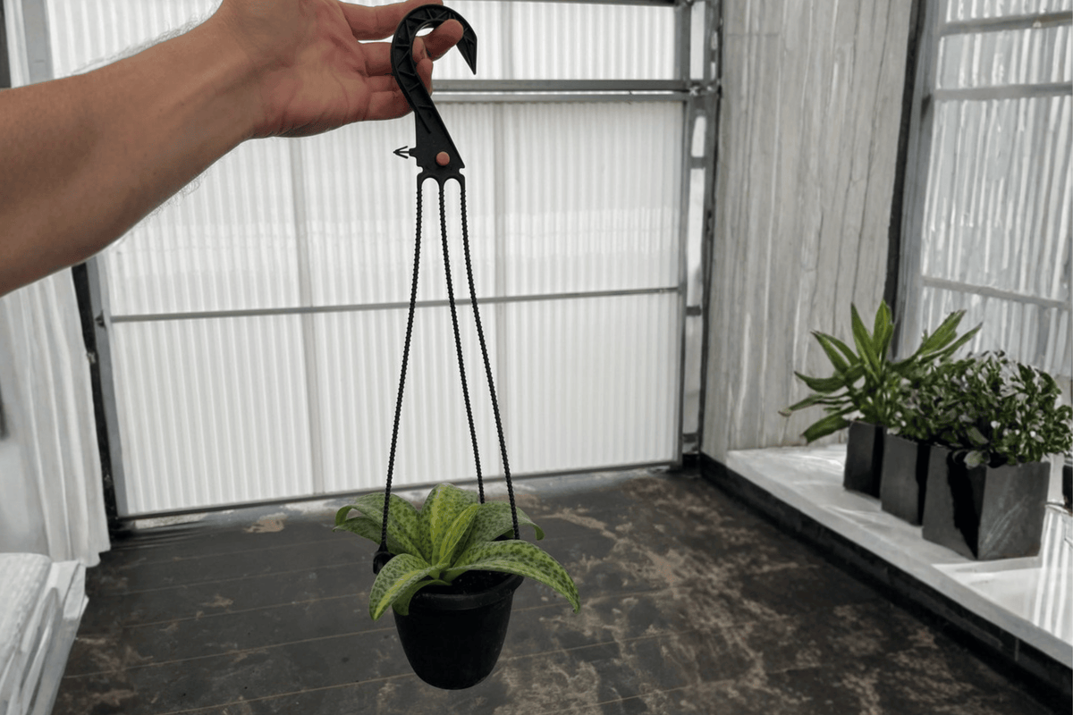 Variegated Leopard Lily Ledebouria socialis - 2 Live Plants in 4-Inch Hanging Baskets