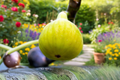 Yellow Long Neck Fig Tree - 2 Ft Live Fruiting Tree, Ficus carica
