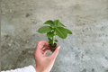 Red Desert Rose Adenium Obesum Starter Plants (2 Bare Root) – 2-Inch Pots